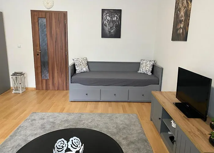 Cerny Tulipan - 1 * Plzeň
