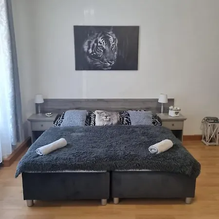 Cerny Tulipan - 1 * Pilzno